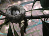 Greg > HUMMINGBIRD NEST photo