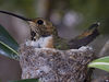 Greg > HUMMINGBIRD NEST photo