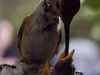 Greg > HUMMINGBIRD NEST photo