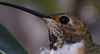 Greg > HUMMINGBIRD NEST photo