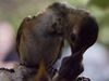 Greg > HUMMINGBIRD NEST photo