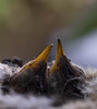 Greg > HUMMINGBIRD NEST photo