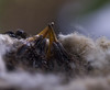 Greg > HUMMINGBIRD NEST photo