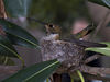 Greg > I never knew what a hummingbird nest looked like until I saw this one.