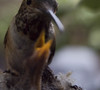 Greg > HUMMINGBIRD NEST photo