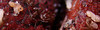 MACRO MANIA!!! : Closeup Yard