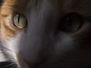 CAT MACROS : Cat Closeups