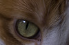 CAT MACROS : Cat Closeups