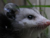OPOSSUM : This little guy was wondering around my yard on Easter morning.